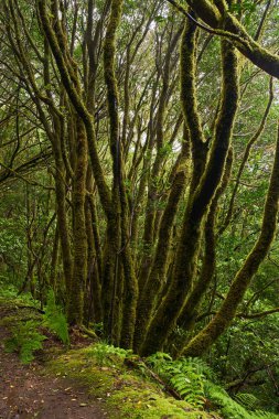 Tenerife 'deki Anaga laurisilva subtropikal ormanında çarpık defne ağaçları