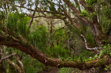 Epifiz bitkileri olan yosunlu laurisilva ağacı yemyeşil bir subtropikal defne ormanında yetişiyor.
