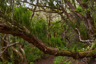 Epifiz bitkileri olan yosunlu laurisilva ağacı yemyeşil bir subtropikal defne ormanında yetişiyor.