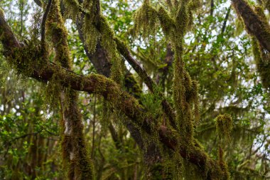 Tenerife 'deki Anaga laurisilva subtropikal ormanında çarpık defne ağaçları