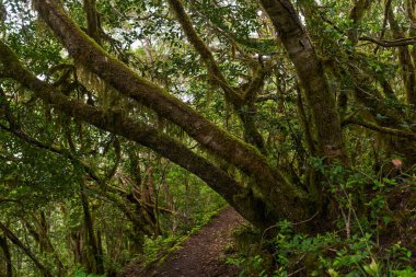 Çarpık defne ağaçları ormanı ve Anaga, Tenerife 'de yürüyüş yolu.