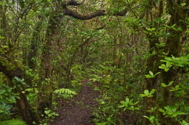 Yosun kaplı ağaçlar ve yemyeşil eğreltiotları Anaga defne ormanında kıvrılan huzurlu bir patika çiziyor.