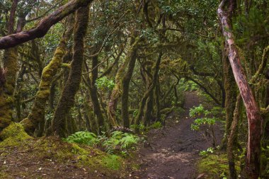 Yosun kaplı ağaçlar ve yemyeşil eğreltiotları Anaga defne ormanında kıvrılan huzurlu bir patika çiziyor.