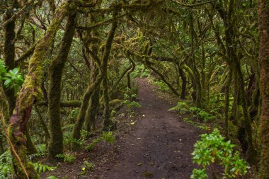 Çarpık defne ağaçları ormanı ve Anaga, Tenerife 'de yürüyüş yolu.