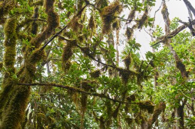 Tenerife 'deki Anaga laurisilva subtropikal ormanında çarpık defne ağaçları