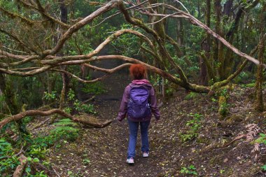 Sırt çantalı bir kadın yürüyüşçü Anaga, Tenerife 'deki defne ormanında yürüyüş yapıyor.