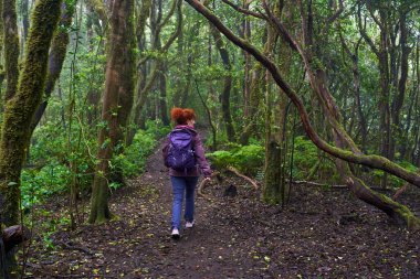Sırt çantalı bir kadın yürüyüşçü Anaga, Tenerife 'deki defne ormanında yürüyüş yapıyor.