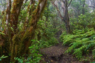 Yosun kaplı ağaçlar ve yemyeşil eğreltiotları Anaga defne ormanında kıvrılan huzurlu bir patika çiziyor.