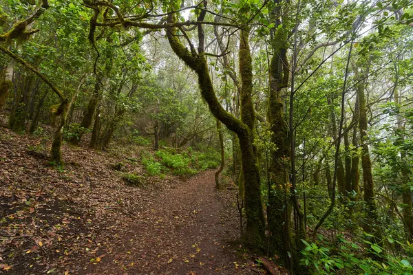 Çarpık defne ağaçları ormanı ve Anaga, Tenerife 'de yürüyüş yolu.