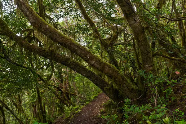 Çarpık defne ağaçları ormanı ve Anaga, Tenerife 'de yürüyüş yolu.