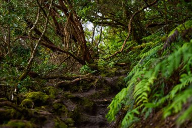 Anaga 'nın tropikal ormanlarında kökleri ve eğreltiotları ortaya çıkmış ıslak ve çamurlu orman patikaları.