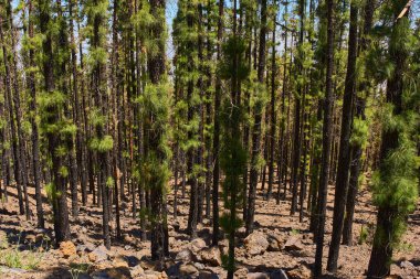 Corona Ormanı 'nda yanmış Kanarya çam ormanları orman yangınından sonra yeniden büyüme belirtileri gösteriyor.