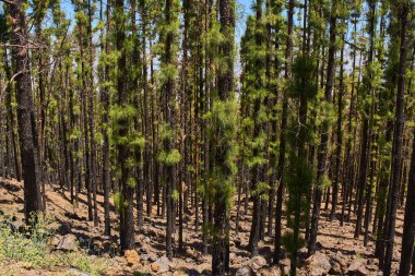 Corona Ormanı 'nda yanmış Kanarya çam ormanları orman yangınından sonra yeniden büyüme belirtileri gösteriyor.