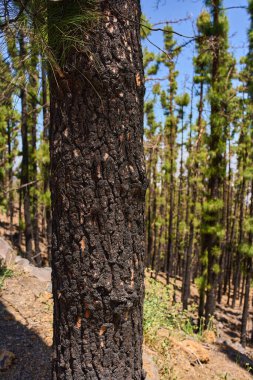 Corona Ormanı 'ndaki kavrulmuş Kanarya çamı kabuğunun yakını.