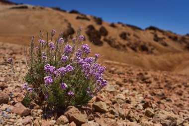 Çiçek açan bir Teide menekşesi güçlü güneş ışığı altında kayalık volkanik arazide yetişir.