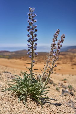 Mavi bugloss (Echium auberianum, mavi Tajinaste) Teide doğal parkında volkanik topraklarda yetişiyor.