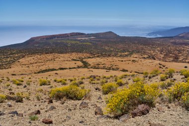 Açık gökyüzünün altında Teide 'nin volkanik yamacında açan parlak sarı Brittlebush çiçekleri.