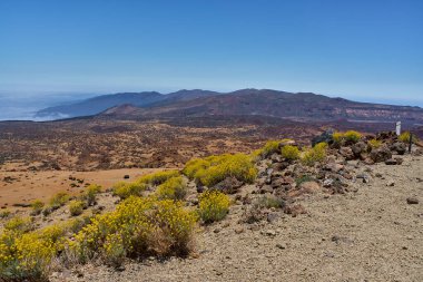 Açık gökyüzünün altında Teide 'nin volkanik yamacında açan parlak sarı Brittlebush çiçekleri.