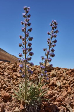 Mavi bugloss (Echium auberianum, mavi Tajinaste) Teide doğal parkında volkanik topraklarda yetişiyor.