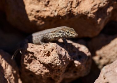 Kahverengi Gallotia galloti Tenerife kertenkelesi volkanik kayalarda yüksek irtifada