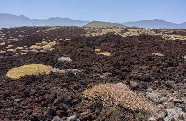 Volkanik koni ve sertleşmiş lav alanı Tenerife adasındaki Malpais de Guimar 'da seyrek çalılarla kaplı. 