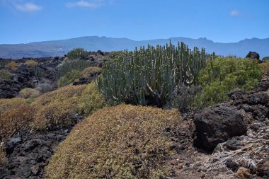 Tatlı spurge (Euphorbia balsamifera), Tenerife 'nin Malpais de Guimar kentindeki kuru volkanik arazide yoğun bir şekilde büyümektedir. 