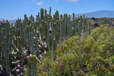 Volkanik arazide büyüyen eklem çam çalısı (Ephedra fragilis) ve Malpais de Guimar 'ın arka planında Euphorbia kanariensis görülebilir.