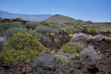 Volkanik koni ve sertleşmiş lav alanı Tenerife adasındaki Malpais de Guimar 'da seyrek çalılarla kaplı. 