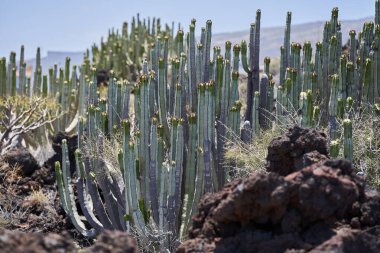 Malpais de Guimar 'da güçlü güneş ışığı altında volkanik arazide büyüyen Euphorbia kanarya kaktüsü kümesi.