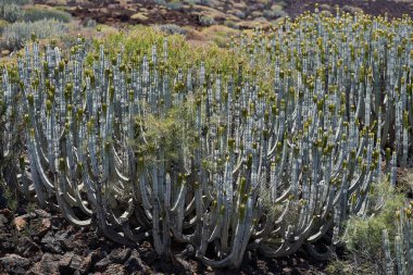 Malpais de Guimar 'da güçlü güneş ışığı altında volkanik arazide büyüyen Euphorbia kanarya kaktüsü kümesi.