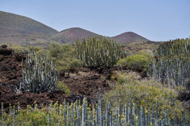 Euphorbia kanariensis kaktüsü volkanik yamaçlara ve lav sahalarına yayıldı. Arka planda koni şeklinde tepeler vardı.