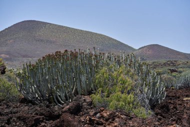 Euphorbia kanariensis kaktüsü volkanik yamaçlara ve lav sahalarına yayıldı. Arka planda koni şeklinde tepeler vardı.