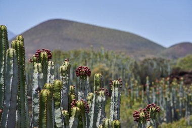 Euphorbia kanariensis kaktüsü volkanik yamaçlara ve lav sahalarına yayıldı. Arka planda koni şeklinde tepeler vardı.