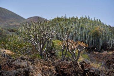 Volkanik çalıların arasında büyüyen yapraksız Euphorbia balsamifera arka planda Euphorbia kanariensis