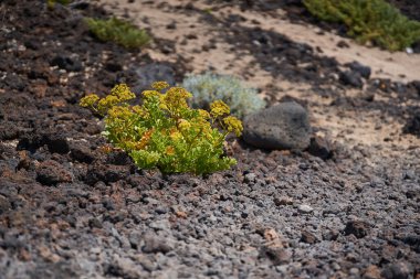 Astydamia latifolia, Tenerife 'deki Malpais de Guimar' da kuru volkanik çakıllarda yetişen deniz maydanozu olarak da bilinir. 
