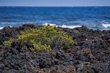 Tenerife Adası 'ndaki Malpais de Guimar' da volkanik kum ve kayalarda yetişen İnce yapraklı buzul (Mesembryanthemum nodiflorum) arka planda Atlantik Okyanusu ile birlikte 