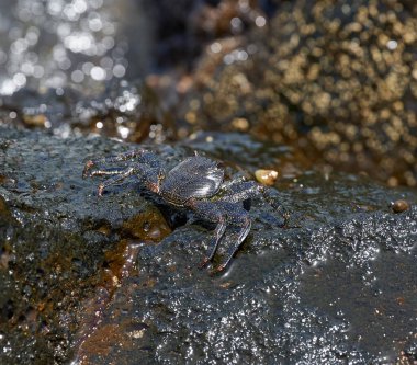 Sally Lightfoot yengeci (Grapsus grapsus) Tenerife 'deki Malpais de Guimar' da okyanus kenarındaki ıslak volkanik kayanın üzerinde dinleniyor.
