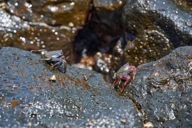 Sally Lightfoot yengeci (Grapsus grapsus) Tenerife 'deki Malpais de Guimar' da okyanus kenarındaki ıslak volkanik kayanın üzerinde dinleniyor.