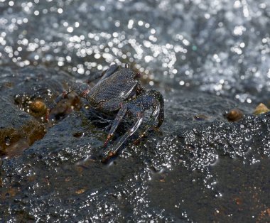 Sally Lightfoot yengeci (Grapsus grapsus) Tenerife 'deki Malpais de Guimar' da okyanus kenarındaki ıslak volkanik kayanın üzerinde dinleniyor.