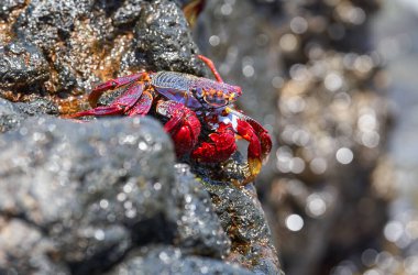 Sally Lightfoot yengeci (Grapsus grapsus) Tenerife 'deki Malpais de Guimar' da okyanus kenarındaki ıslak volkanik kayanın üzerinde dinleniyor.