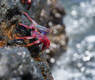 Sally Lightfoot yengeci (Grapsus grapsus) Tenerife 'deki Malpais de Guimar' da okyanus kenarındaki ıslak volkanik kayanın üzerinde dinleniyor.