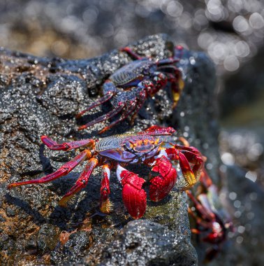 Sally Lightfoot yengeci (Grapsus grapsus) Tenerife 'deki Malpais de Guimar' da okyanus kenarındaki ıslak volkanik kayanın üzerinde dinleniyor.