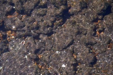 Volkanik gelgit havuzunda, açık ve sığ deniz suyunun altında görünen küçük kamufle edilmiş balıklar. 