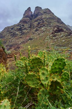 Anaga, Tenerife 'deki Roque Dos Hermanos volkanik kayalıklarının önündeki dikenli armut kaktüsü.
