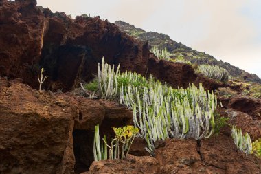 Karanlık bazaltik kayalarda volkanik mağara Tenerife 'nin Anaga bölgesinde çalılar ve liken ile çevrili.