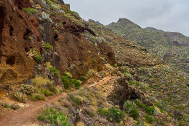 Tenerife 'nin Anaga bölgesinde volkanik arazi ve bitkilerle dağ yolu