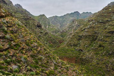 Anaga, Tenerife 'deki Barranco del Rio geçidi, volkanik yamaçlar ve bulutlu gökyüzü altında çeşitli subtropikal bitki örtüsüyle
