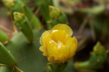 Yeşil yastıklı ve sivri dikenli Opuntia incir kaktüsünün üzerinde açan sarı çiçeğe yakın plan.
