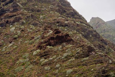 Anaga, Tenerife 'deki volkanik yamaçlar, kırmızı kaya oyukları ve engebeli arazide dağılmış Euphorbia kanarya bitkileri.