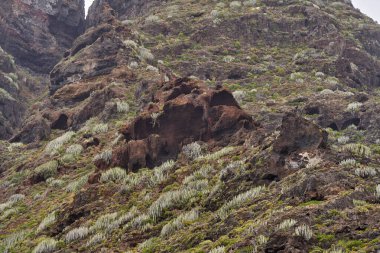 Anaga, Tenerife 'deki volkanik yamaçlar, kırmızı kaya oyukları ve engebeli arazide dağılmış Euphorbia kanarya bitkileri.